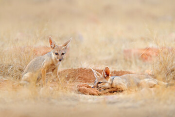 Indian Fox, Vulpes bengalensis, Ranthambore National Park, India. Wild animal in nature habitat. Fox near nesting ground hole. Wild dog with big ears. Dry season in India.