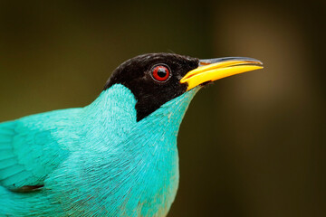 Exotic bird, detail portrait. Green Honeycreeper, Chlorophanes spiza, exotic tropical malachite...