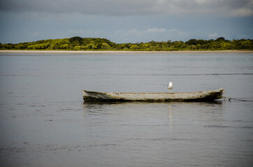 Gaivota