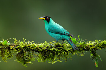 Green Honeycreeper, Chlorophanes spiza, exotic tropical malachite green and blue bird from Costa Rica. Tanager from tropical forest. Wildlife scene, bird in the habitat.