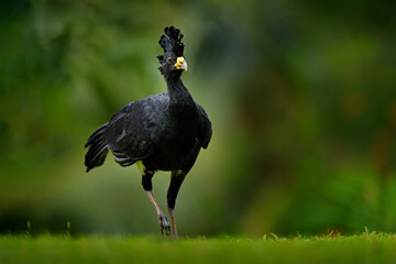 Black jungle bird. Great Curassow, Crax rubra, big black bird with yellow bill in the nature habitat, Costa Rica. Wildlife scene from tropic forest. Brown bird in green grass, tropic nature.