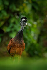 Great Curassow, Crax rubra, big black bird with yellow bill in the nature habitat, Costa Rica. Wildlife scene from tropic forest. Brown bird in green grass, tropic nature. Jungle bird.