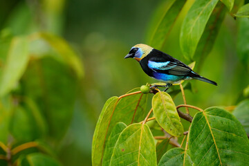 Golden-hooded Tanager, Tangara larvata, exotic tropical blue bird with gold head from Costa Rica. Tanager sitting on the branch. Green mossy stick in the forest with bird. Wildlife scene from nature.