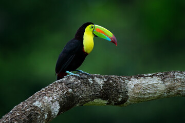 Tropic bird Keel-billed Toucan, Ramphastos sulfuratus, bird with big bill sitting on branch in the forest, Costa Rica. Nature travel in central America. Beautiful bird in nature habitat.