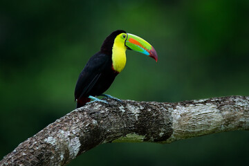 Naklejka na ściany i meble Tropic bird Keel-billed Toucan, Ramphastos sulfuratus, bird with big bill sitting on branch in the forest, Costa Rica. Nature travel in central America. Beautiful bird in nature habitat.