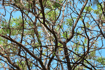 branches against blue sky