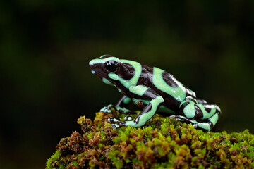 Dendrobates auratus, Green Black Poison Dart Frog,  in nature habitat. Beautiful motley frog from tropic forest in South America. Animal Amazon. Poison frog from Amazon tropic forest, Costa Rica.