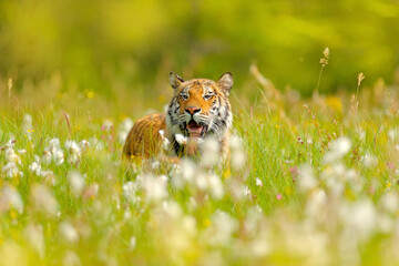 Amur tiger hunting in green white cotton grass. Dangerous animal, taiga, Russia. Big cat sitting in...