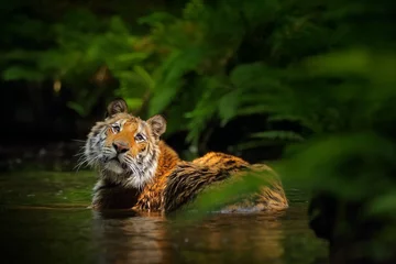 Fototapeten Wildlife Russia. Tiger in the water pool in the forest habitat. Siberian tiger cat in the lake. © ondrejprosicky