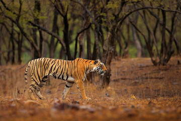 Naklejka na ściany i meble Indian tiger, wild animal in the nature habitat, Ranthambore NP, India. Big cat, endangered animal. End of dry season, beginning monsoon. Tiger from Asia.