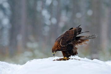 Golden Eagle in snow with killed hare, snow in the forest during winter. Bird in the nature habitat. Animal feeding behavior.
