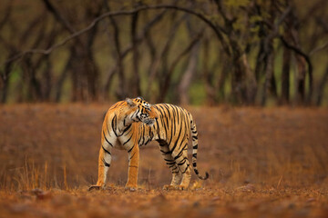 Fototapeta na wymiar Indian tiger, wild animal in the nature habitat, Ranthambore NP, India. Big cat, endangered animal. End of dry season, beginning monsoon. Tiger from Asia.