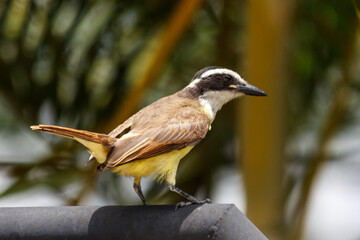 A Great Kiskadee bird in the park facing right in a sunny day