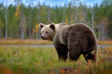 Bear - close up encounter in the nature. Brown bear in yellow forest. Autumn trees with animal....