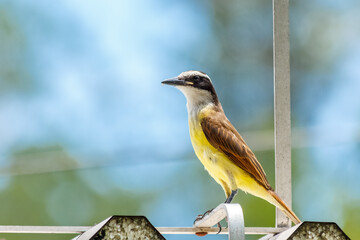 A Great Kiskadee bird in the roof with blurred nature background in a sunny day
