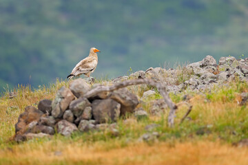 Egyptian vulture, Neophron percnopterus, big bird of prey sitting on the stone in nature habitat, Madzarovo, Bulgaria, Eastern Rhodopes. White vulture with yellow bill.