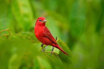 Red tanager in green vegetation. Bird on the big palm leave. Summer Tanager, Piranga rubra, red bird in the nature habitat. Tanager sitting on the big green palm tree. Wildlife scene from natur