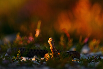 Vipera berus, European adder, beautiful snake in the nature habitat. Viper with evening light in the heather plant. Snake with red eye, Brdy mountain in Czech Republic, Europe.