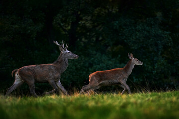 Deer rut, male and female. Red deer stag, majestic powerful adult animal outside autumn forest. Big animal in the nature forest habitat, Germany. Wildlife scene form nature.