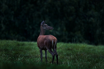 Deer doe in the dark night. Mammal on the forest meadow, rut season.