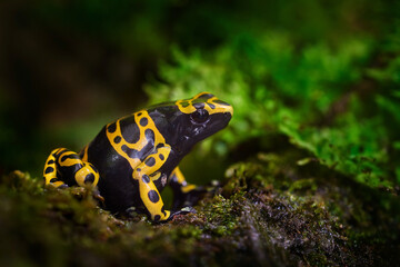  dart frog in the nature forest habitat. Dendrobates danger frog from central Peru  and Brazil. Beautiful blue and red amphibian green vegetation, tropic jungle.