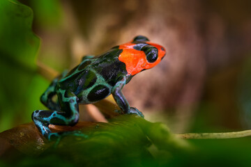  dart frog in the nature forest habitat. Dendrobates danger frog from central Peru  and Brazil. Beautiful blue and red amphibian green vegetation, tropic jungle.