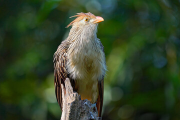 Guira cuckoo, Guira guira with open bill, in nature habitat, Mato Grosso, Pantanal, Brazil. Evening light with Cuckoo from Brazil, green background.