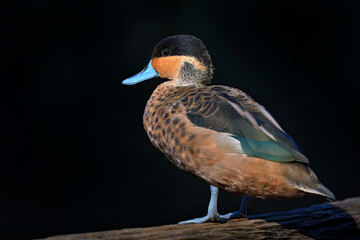 Hottentot Teal, Anas hottentota, dabbling duck of the genus Anas. It is migratory resident in...