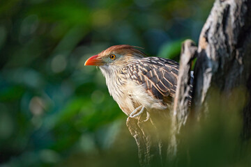 Guira cuckoo, Guira guira with open bill, in nature habitat, Mato Grosso, Pantanal, Brazil. Evening light with Cuckoo from Brazil, green background.