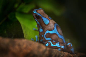 Dendrobates auratus "Highland bronze" Blue and black Poison Dart Frog in nature habitat. Beautiful motley frog from tropic forest in South America. Animal from tropic forest in Panama.