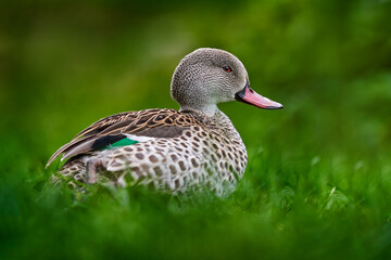 Cape teal, Anas capensis, dabbling duck from open wetlands in sub-Saharan Africa, bird from Africa. DEtail portrait of duck in the nature haitat. Teal in green vegetation near the lake water.