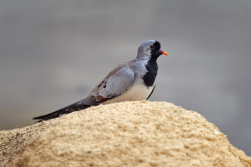 Namaqua dove, Oena capensis, grey black bird from Kruger NP, South Africa. Dove sitting on the stone i the nature habitat. Bird with red bill.