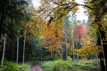 Wald im Herbst