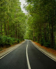 Road in The Forest