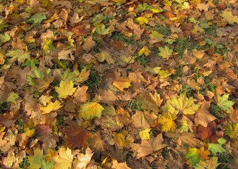 dry autumn fallen leaves completely cover the ground