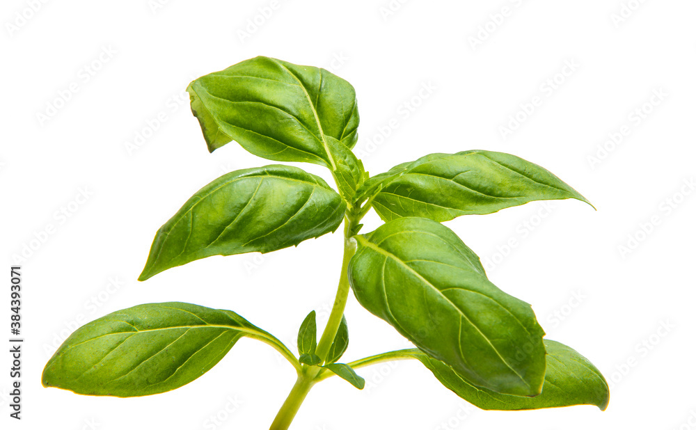 Wall mural basil leaves isolated