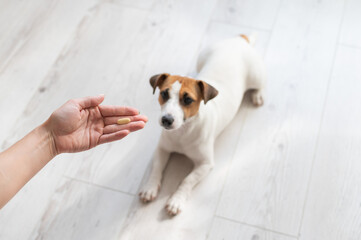 Woman giving the dog jack russell terrier with pill.