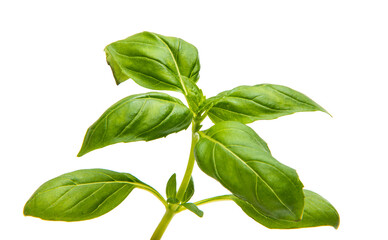 basil leaves isolated