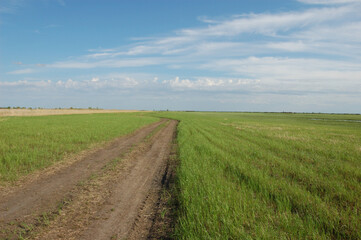 field, green grass, road through field, blue sky in clouds
