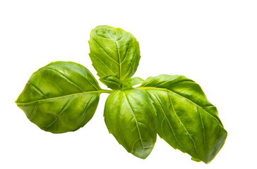 basil leaves isolated