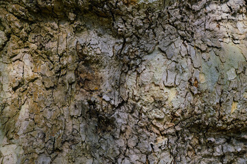 dry tree bark texture and background, nature concept