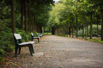 Park alley with benches.