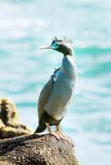 Spotted shag standing on the Rock by the sea in the New Zealand
