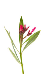 oleander flower isolated