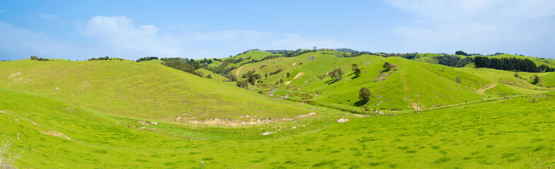 Sheep in the New Zealand