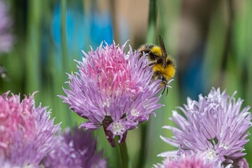 Bumblebee on chive flower head
