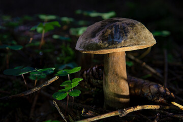 Tylopilus felleus Common gall bladder fungus mushroom in colourful autumn forest
