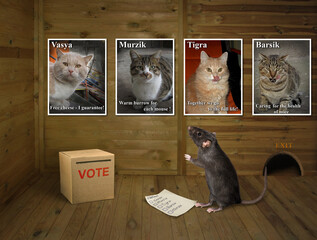 A black rat with his vote stands near the ballot box at a polling station. It has a difficult...