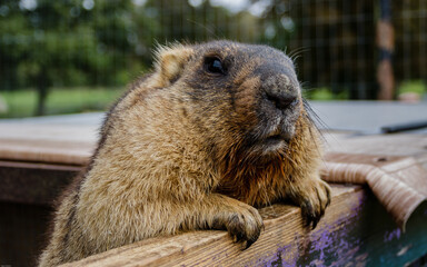 Big rodent at the cage