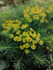 yellow flowers in the garden